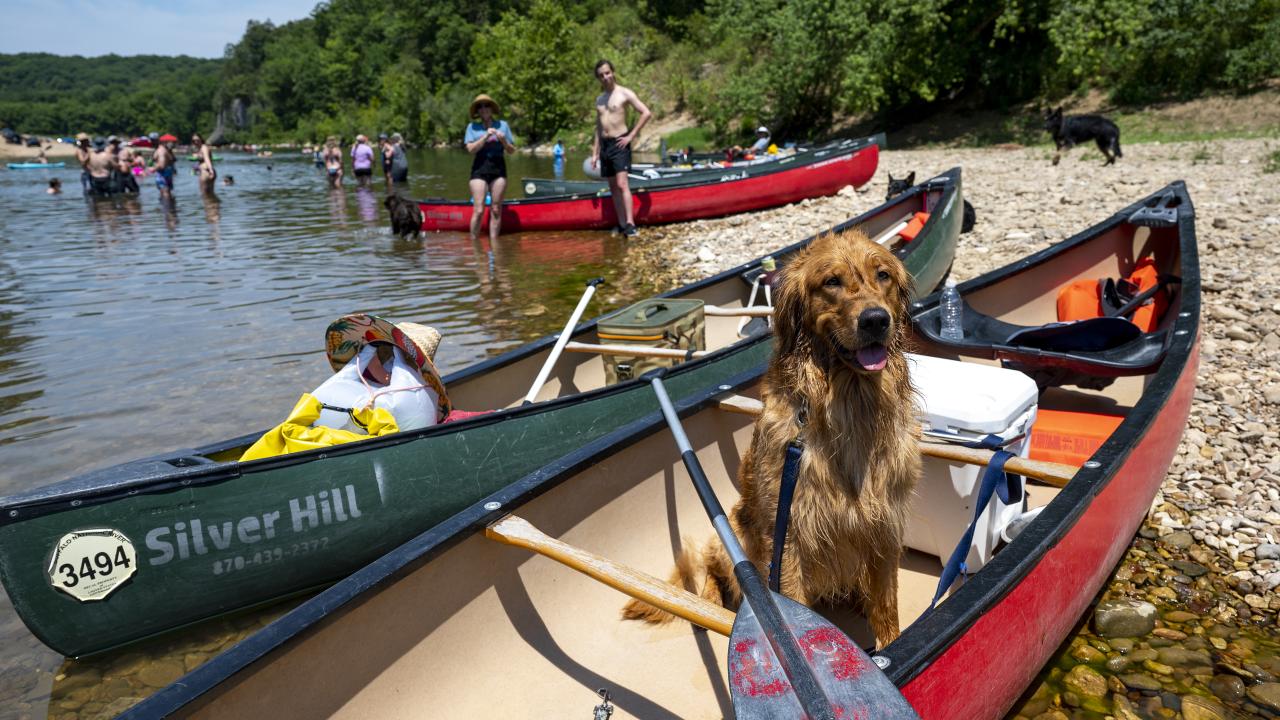 Dog in a canoe on the shore of the Buffalo River