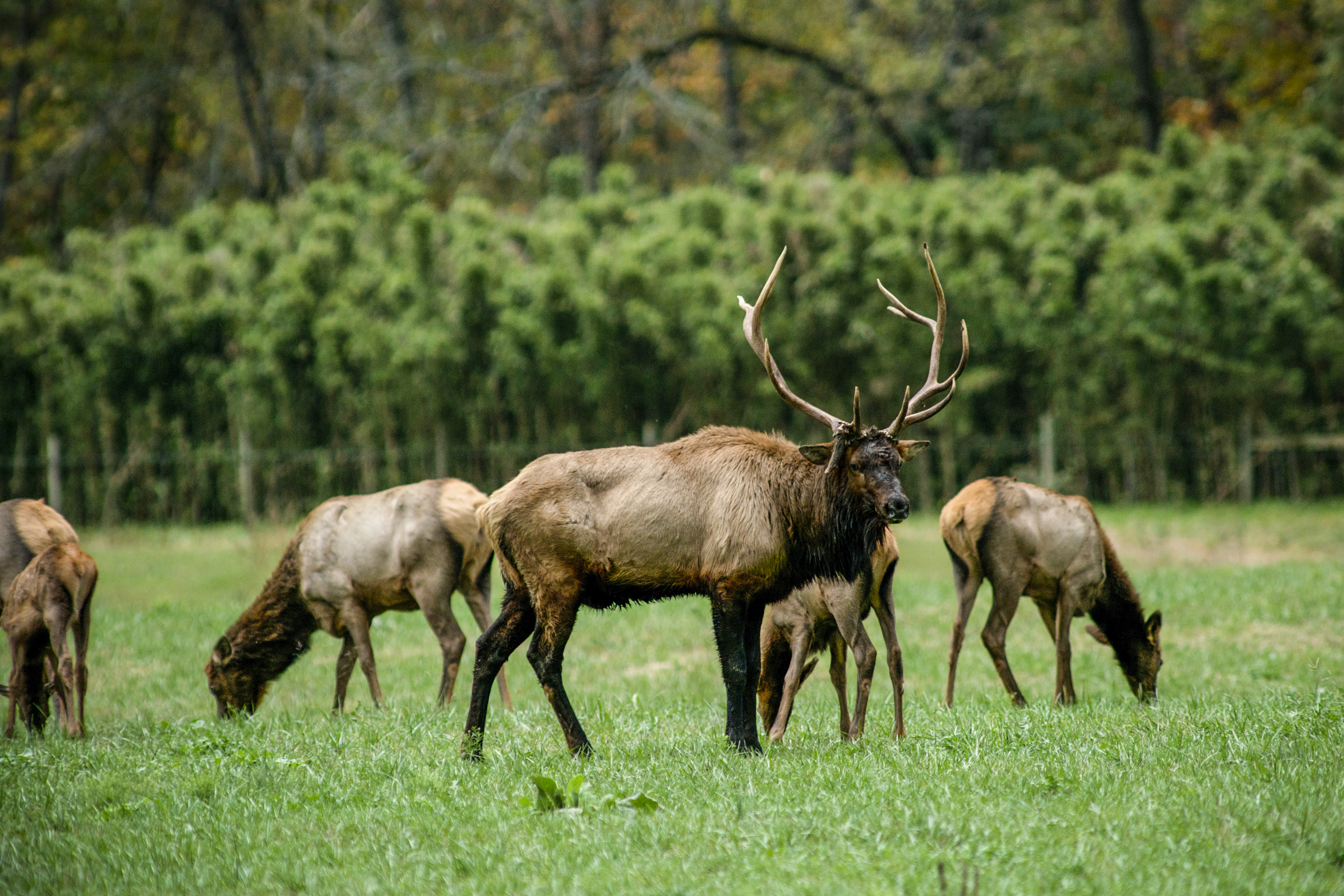 Herd of elk grazing in a field near the Buffalo River