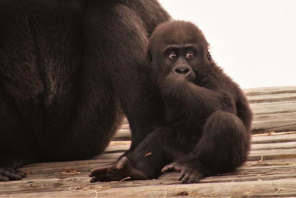 Little Rock Zoo